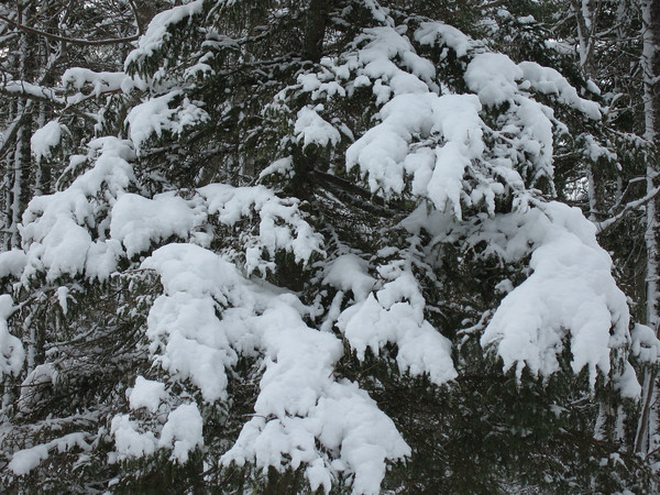 SnowOnTrees.jpg